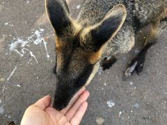 -费瑟代尔野生动物园