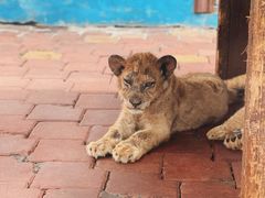 -大连森林动物园