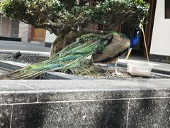 -磁器口古镇
