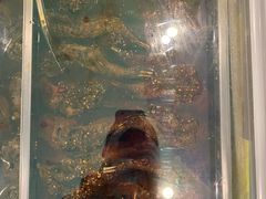 -鸿运兔·手撕烤兔(天府广场店)