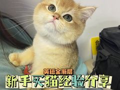 -lincat·猫舍(广州店)