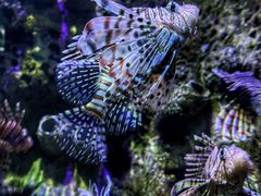 -太平洋海底世界