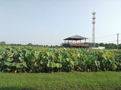 -嘉北郊野公园