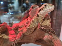 -酷以爬仙阁实体爬宠店·守宫·蜥蜴·专业繁育