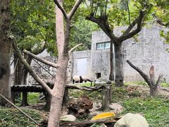 -都江堰中华大熊猫苑