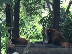 -都江堰中华大熊猫苑