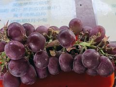 -马陆小张葡萄园农家乐