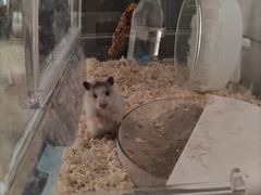 -酷以爬仙阁实体爬宠店·守宫·蜥蜴·专业繁育