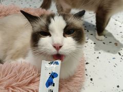 -喵喵咪呀布偶猫咖(春熙路店)