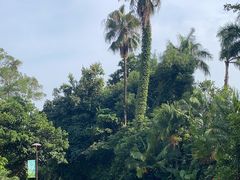 -深圳仙湖植物园