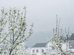 -树山生态村