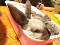 -藦茜花园宠物主题亲子互动体验馆(国顺东路店)