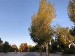-金塔沙漠胡杨林景区