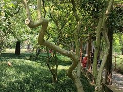 -上海醉白池公园