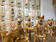 -柴迷FANS CLUB·柴犬狗咖·猫咖