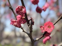 -新虹桥中心花园