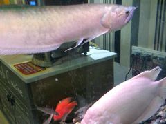 -兄弟尚品星派休闲茶餐厅