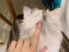 -喵的天空名猫咖啡馆·撸猫·猫舍·用品