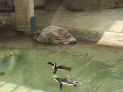 -成都动物园