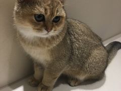 -飞行喵MR PILOT|猫舍·猫咖(静安大融城店)