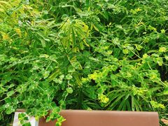 -广州神农草堂中医药博物馆