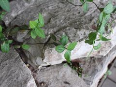 -青枫公园