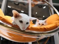 -飞行喵MR PILOT|猫舍·猫咖(静安大融城店)