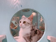 -猫小院猫主题餐厅(三里屯店)
