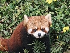 -都江堰中华大熊猫苑