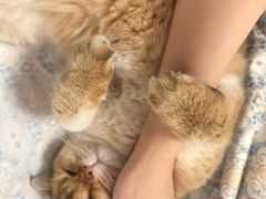 -安安宠医宠物医院·异宠·犬猫内科(岳阳分院)