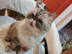 -猫色咖啡·猫咖