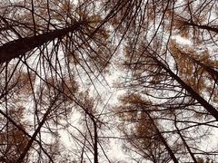 -塞罕坝国家级自然保护区