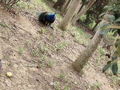 -合肥野生动物园