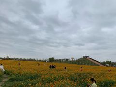 -枫林花海