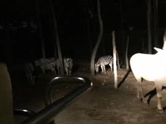 -清迈夜间动物园