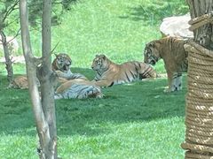 -北京野生动物园