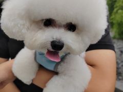 -PETKIT 小佩宠物·德文赛凯猫舍