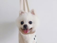 -宠小格时尚宠物生活馆(唐镇店)