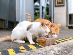 -野草莓自由市场