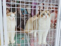 -喵百万·布偶·蓝金金渐层英短·猫舍(百子湾店)