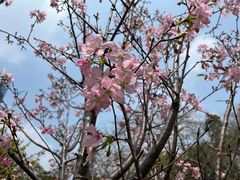 -王借岗森林公园
