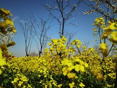 -武汉紫薇都市田园
