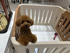 -1013 PET SHOP 宠物商店(近铁城市广场店)