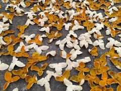 -百年老字号·观振兴蟹黄面·三虾面·苏式面(观前街富仁坊巷店)