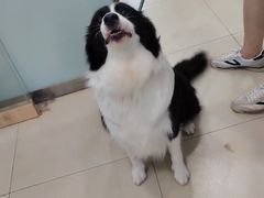 -宠福鑫康馨动物医院·骨科·眼科