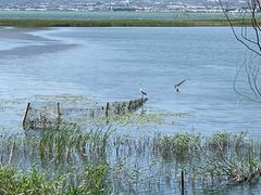 -野鸭湖国家湿地公园