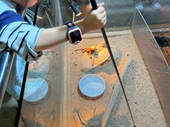 -上海大自然野生昆虫馆(东方明珠·爬宠昆虫探索中心)