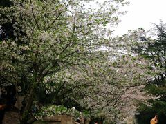 -武汉大学-樱园