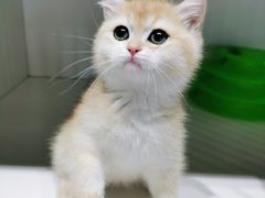 -东方名猫馆·英短金渐层布偶猫舍(环线广场1号楼店)