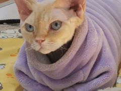 -COLOR PETS 撸猫馆·购猫·猫咖(长风大悦城店)
